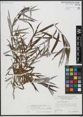Foto von Salix viminalis L.